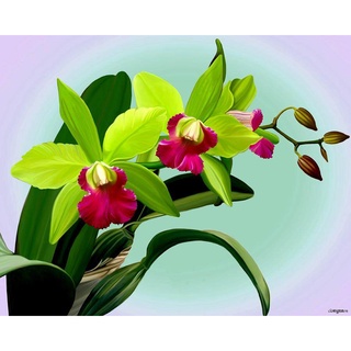 30 เมล็ดพันธุ์ เมล็ดกล้วยไม้ แคทลียา (Cattleya Orchids) Orchid flower seeds อัตราการงอก 80-85%