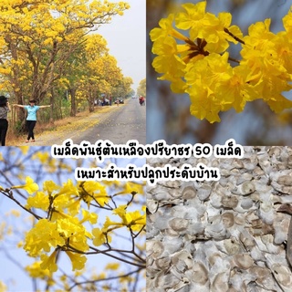 เมล็ดพันธุ์เหลืองปรีดียาธร ต้นไม้ประดับบ้าน 50 เมล็ด