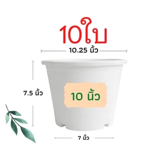 กระถางต้นไม้พลาสติก กระถางต้นไม้ กระถางแคคตัส สีดำ สีขาว 8 นิ้ว 10ใบ ราคาส่ง