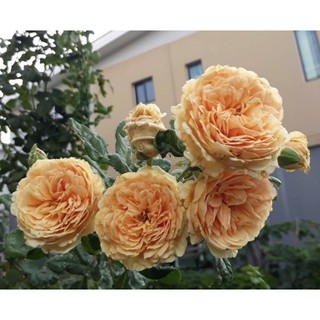 crown princess margareta rose กุหลาบเลื้อยสีส้ม กลิ่นหแมมาก ดอกขนาดกลางถึงใหญ่