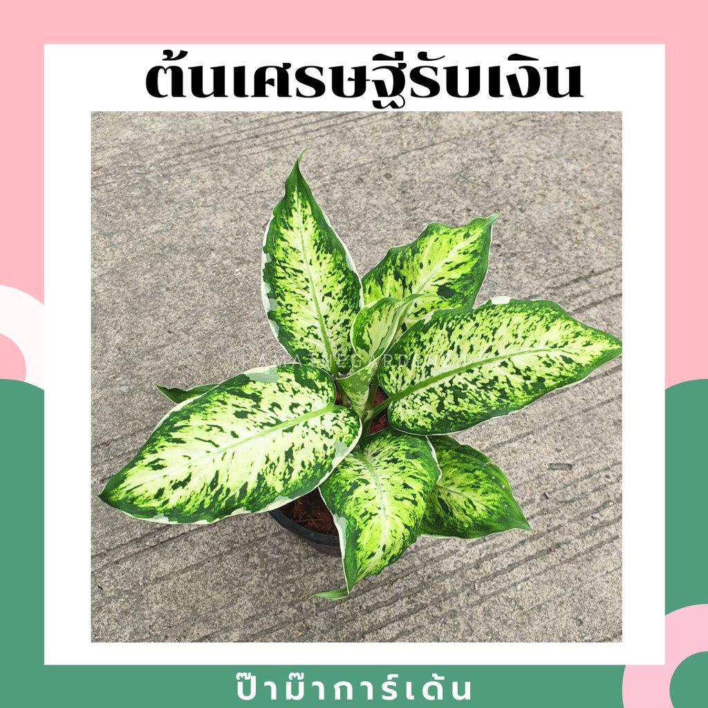 เศรษฐีรับเงิน มาในกระถางพร้อมตั้ง ไม้มงคล ต้นใหญ่ ใบสวย