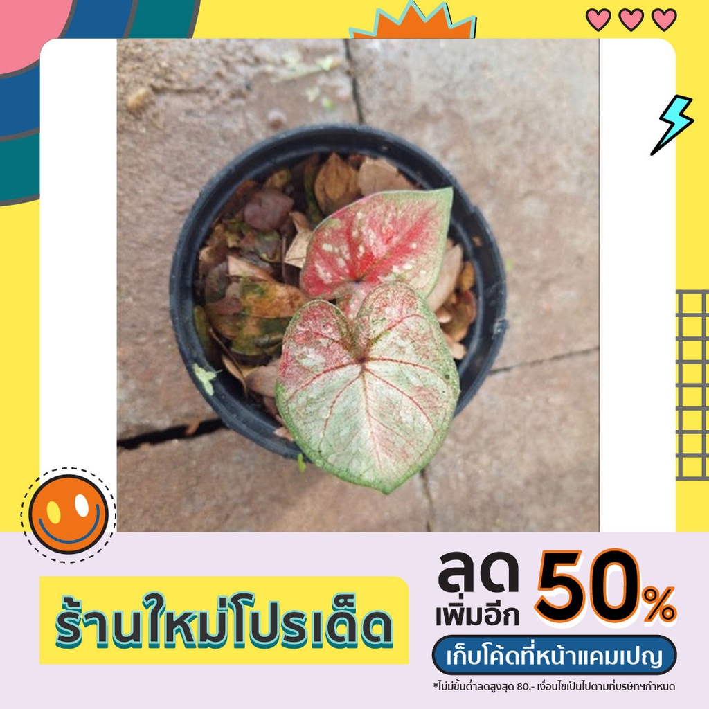บอนสีราชินีไม้ใบ ศิลาหุ้มทองด่าง