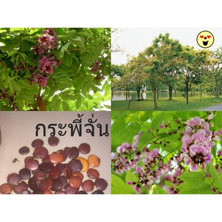 เมล็ดกระพี้จั่น Millettia brandisiana ต้นไม้มงคล ต้นไม้จัดสวน (จั่น พี้จั่น ปี้จั่น ปี๊จั่น ซ้พง จักจั่น ตามดแดง )