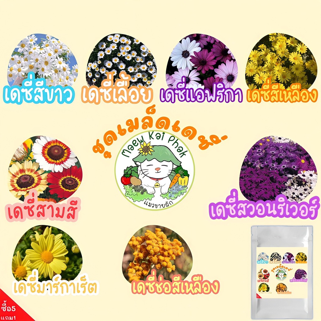 เมล็ดพันธุ์ ชุดดอกเดซี่ ปลูกง่าย ทนร้อน โตไว พร้อมส่ง เดซี่ขาว/เดซี่เลื้อย/เดซี่เหลือง/เดซี่สวอนริเวอร์/เดซี่การ์แลนด์