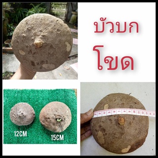 บัวบกโขดๅ 12,15cm.ให้เลือก เป็นไม้หัวที่พบได้ตามป่าเขามีก้านและใบกลมรูปทรงน่ารัก ไม้โขด