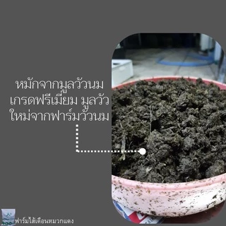 เบดดิ้งเลี้ยงไส้เดือน ปุ๋ยหมัก ขี้วัวนมหมัก ปุ๋ยคอกหมัก ปุ๋ยขี้วัวนม ที่อยู่ไส้เดือน