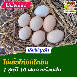 ไข่เชื้อไก่มินิโคชิน สำหรับการฟัก 10 ฟอง