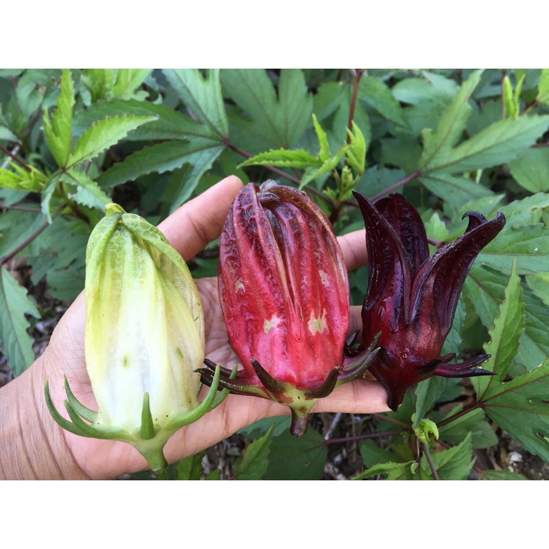 กระเจี๊ยบจัมโบ้กำแพงแสน 3 สี ขาว แดง ม่วง
