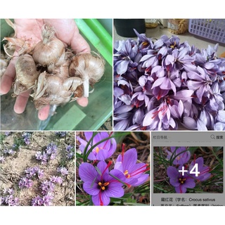 หัวหญ้าฝรั่นSaffron_Crocus สำหรับปลูกหญ้าฝรั่นหญ้าฝรั่นนั้นเป็นพืชสมุนไพรเป็นสายพันธุ์จากสวนหญ้าฝรั่นโดยตรง