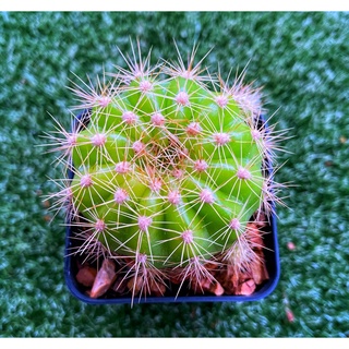 Cactus Echinopsis colochlora ดาวล้อมเดือน R010