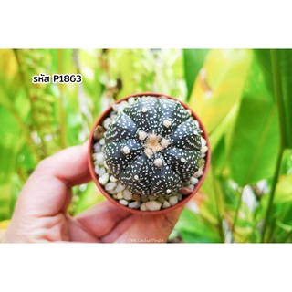 แอสโตรไฟตั้ม กิ๊กโกะ เต่า ลูกผสม (Astrophytum asterias cv. kikko nudum) แคคตัส