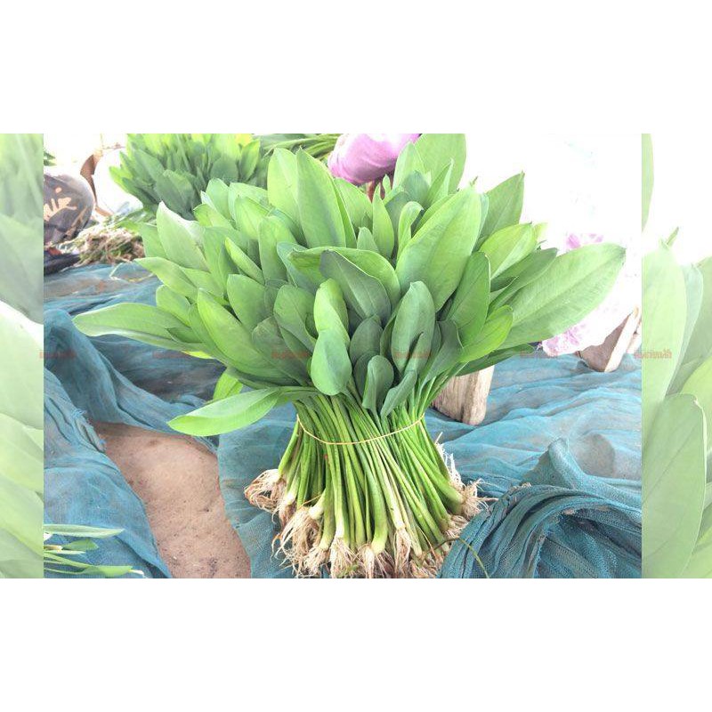 (ซื้อ 3 ซอง แถม1)เมล็ดผักพายน้อย 15000 เมล็ด/ซอง ผักพื้นบ้าน ปลูกง่าย