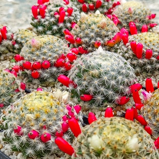 แมมขนนกเหลือง Mammillaria Schiedeana กระบองเพชร แคคตัส ติดฝักเมล็ดแน่นๆ