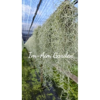 !!!!(สินค้ามีพร้อมส่ง)!!....เคราฤาษีแบบกิโล แบบมีลวดแขวนและไม่มีลวดแขวน