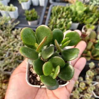 คลาสซูล่า/ต้นดูดทรัพย์/Crassula Ovata/กระถางสองนิ้วส่งพร้อมกระถาง