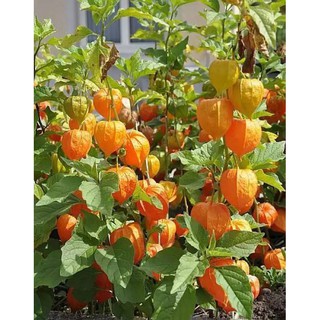 เมล็ดพันธุ์ เคพกูสเบอร์รี่ physalis peruviana cape gooseberry 30 เมล็ด เมล็ดพันธุ์นำเข้าจาก อังกฤษ