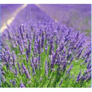 เมล็ดพันธุ์ ลาเวนเดอร์ Lavendula angustifolia lavender 100 เมล็ด เมล็ดพันธุ์นำเข้าจาก อังกฤษ