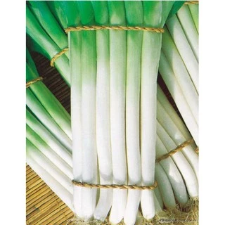 เมล็ดต้นหอมญี่ปุ่น 1,500 เมล็ด ( 4.5 - 5 กรัม ) Japanese Bunching Onion สายพันธุ์OP