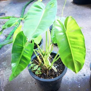 philodendron atabapoense​  ไม้โบราณ (ฟิโลเดนดรอน มรกตเขียว)☘️