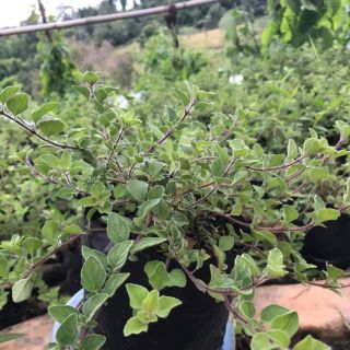 ออริกาโนสด(Oregano) ต้นพันธ์ุ ออริกาโน