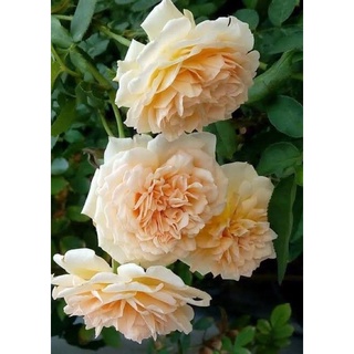 กุหลาบคราวปริ้นเซสมาร์กาเรต้า (Crown Princess Margareta) กุหลาบเลื้อยอังกฤษ สีส้ม ดอกมีกลิ่นหอม ออกดอกเป็นพวง