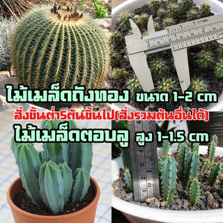 แคคตัสราคาถูก ไม้เมล็ดถังทอง,ไม้เมล็ดตอบลู ไม้เมล็ด ต้นละ10บาท (สั่ง5ต้นขึ้นไป)