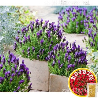 Lavender French Bandera Purple (Lavandula Stoechas L.) Flower Plant Heirloom, 20 Seeds儿童/男装/芹菜/木瓜/玫瑰/裙子/通心菜/花园/园艺/หญิง