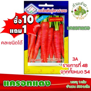 (ซื้อ10แถม1) เมล็ดพันธุ์ แครอท แดง Red Carrot ประมาณ 500เมล็ด 3A สามเอ ผักสวนครัว เมล็ดพันธุ์พืช เมล็ดผัก เม็ดผัก พืชผัก