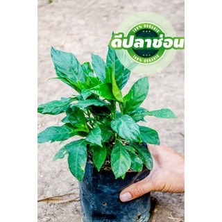 ดีปลาช่อน หรือ ดีปลากั้ง กินอร่อย ต้นขนาดกำลังสวยนำไปปลูกต่อได้เลย