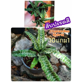 ต้นสับปะรดสี​   Cryptanthus​ Hybrid​ ต้นไม้ใบแต่งสวนฟอกอากาศ​ แต่งบ้าน ไม้ประดับ​ สมุนไพร​  ต้นไม้ ฟอกอากาศ สวน  จัดสวน