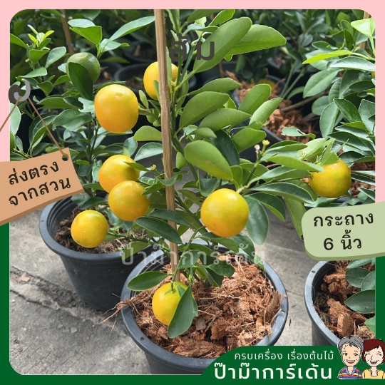 มุมมอง 2