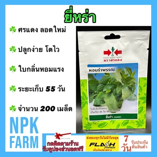 ผักซอง ศรแดง ยี่หร่า หอมรำพรรณ จำนวน 200 เมล็ด/ซอง เมล็ดพันธุ์ ลอตใหม่ งอกดี ปลูกง่าย โตไว ใบมีกลิ่นหอมแรง