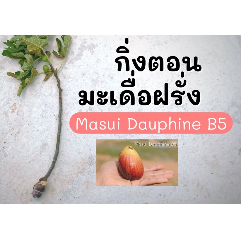กิ่งตอนมะเดื่อฝรั่ง (Masui Dauphine B5) 1 กิ่ง