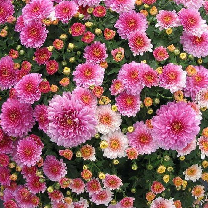 Chrysanthemum Seeds 100pcs เมล็ดพันธุ์ บอนสี เมล็ดดอกไม้ เมล็ดบอนสี บอนสีสวยๆ บอนสีหายาก ดอกไม้ ต้นไม้มงคล บอนสีชายชล