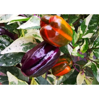 เมล็ดพันธุ์พริกด่าง สคาร์เลต ชิลลี่ เปปเปอร์ ( Scarlett Variegated Pepper Seed) บรรจุ 15 เมล็ด ของแท้ ราคาถูก นำเข้าจาก