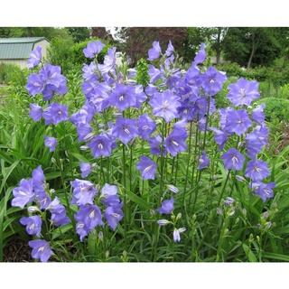 เมล็ดพันธุ์ Campanula persicifolia peach bellflower 200 เมล็ด นำเข้าจากอังกฤษ 200 เมล็ด นำเข้าจากยุโรป อัตราการงอก 90%