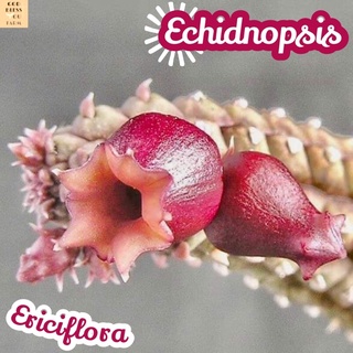 [เก๋งจีนทับทิม] Echidnopsis Ericiflora ส่งพร้อมกระถาง แคคตัส Cactus Succulent Haworthia ไม้อวบน้ำ พืชอวบน้ำ ไม้หนาม