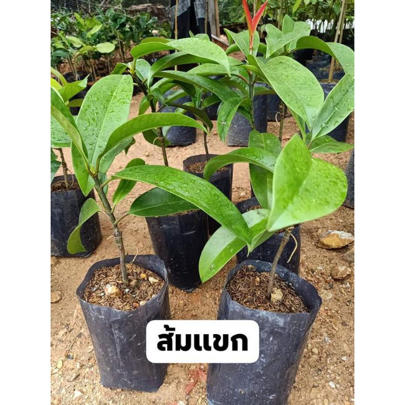 ส้มแขก