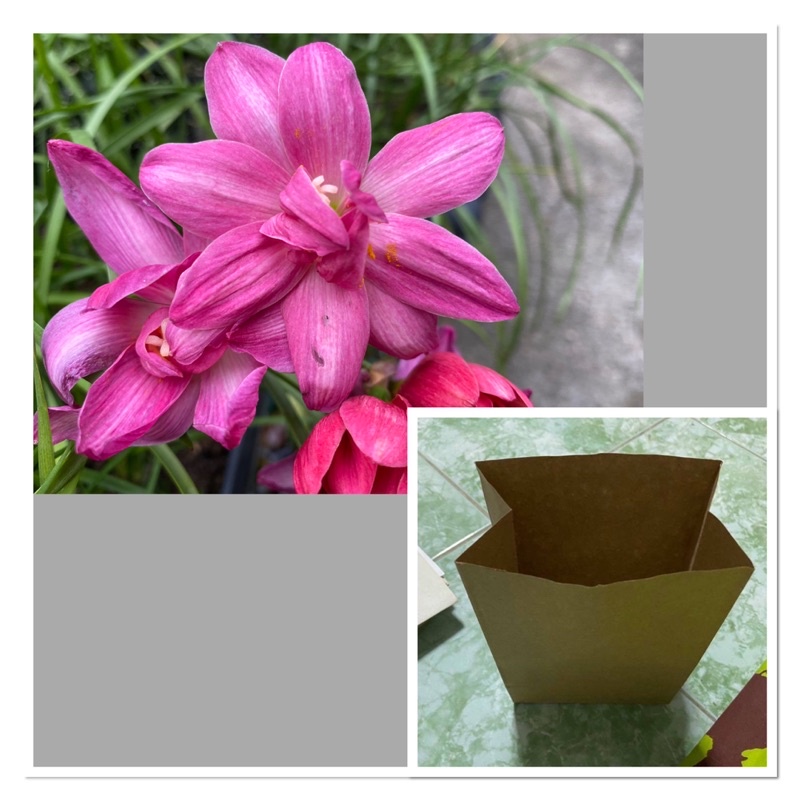 318J.หัวดอกบัวดิน Luhaoning หัวละ 25 บาท