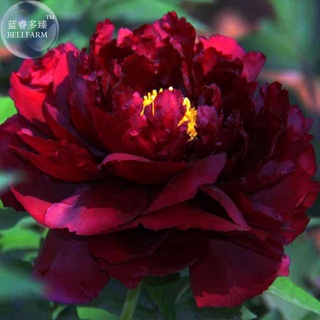 20 เมล็ด เมล็ดโบตั๋น ดอกโบตั๋น ดอกพีโอนี (Peony) สีแดง Red Peony