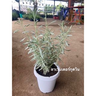 ลาเวนเดอร์กุดวิน (Lavender Goodwin )ส่งพร้อมกระถางขาว