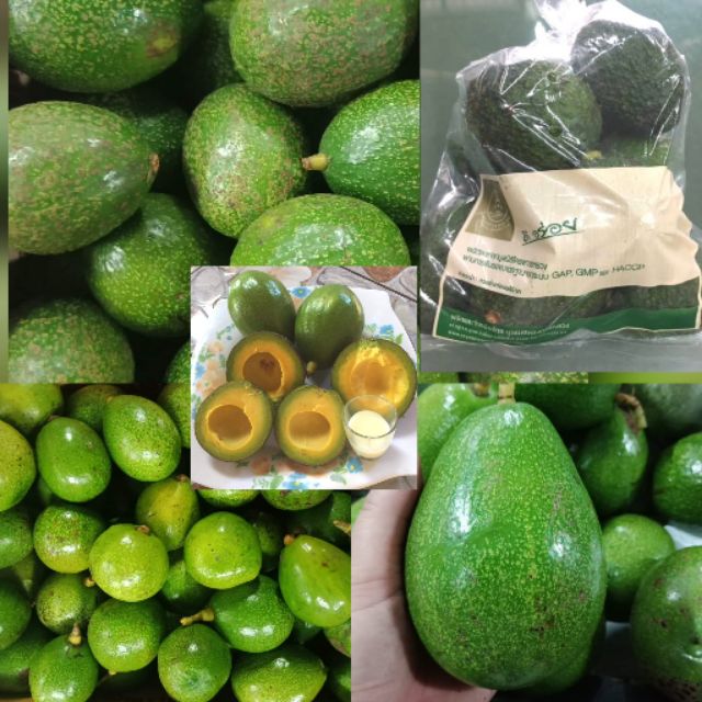 🔴 Hass ปีเตอร์สัน บูท7 บัคคาเนียร์ส​ 🔴 1 kg. ท้ายฤดูแล้วค่ะ 🥑 โครงการหลวง อร่อย เนื้อดี มีประโยชน์ สดจากสวน