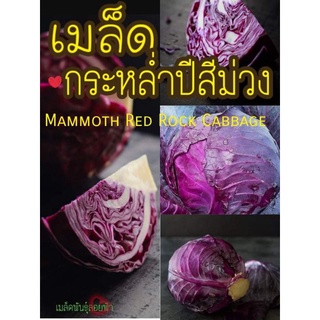 เมล็ดพันธุ์ กระหล่ำปีสีม่วง 80+เมล็ด สายพันธุ์แท้นำเข้าจากต่างประเทศ