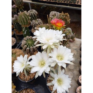 อิชินอปซิส ซับเดนูดาต้า Echinopsis Subdenudata