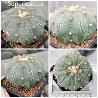 แอสโตรไฟ​ตั้ม เว้า   พูบิดสวย ติดฝักที 200 up #แคสตัส castus​ astrophytum แอสโตร แอสโตร​ไ​ฟตั้​ม แอสโตรไฟตัม กระบองเพชร