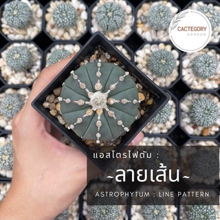 แอสโตรไฟตัม ซุปเปอร์ คาบูโตะ Astrophytum Asterias Super Kabuto cactus กระบองเพชร ปลาดาว เว้า วี กิ๊กโกะ Kikko star shape