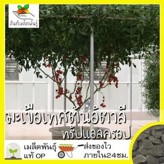 เมล็ดพันธุ์ ชุดมะเขือเทศ ปลูกง่าย โตไว ลูกดก พร้อมส่ง มะเขือเทศเชอรี่แดง/มะเขือเทศหัวใจ/มะเขือเทศต้นอิตาลีทริปแอลครอป