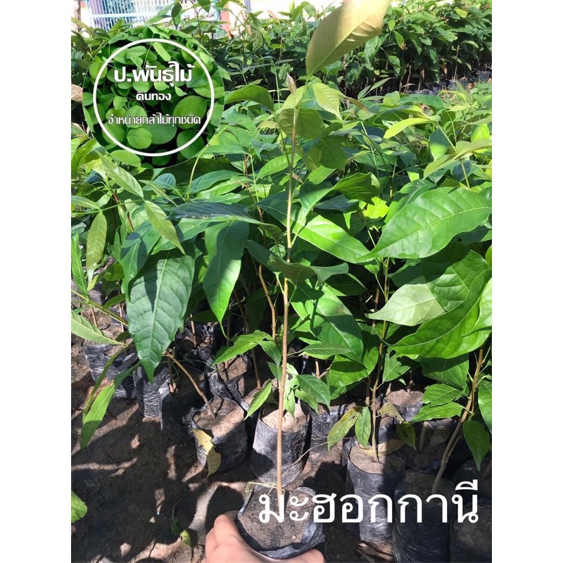 ต้นมะฮอกกานี ขนาด 20-40 เซนติเมตร