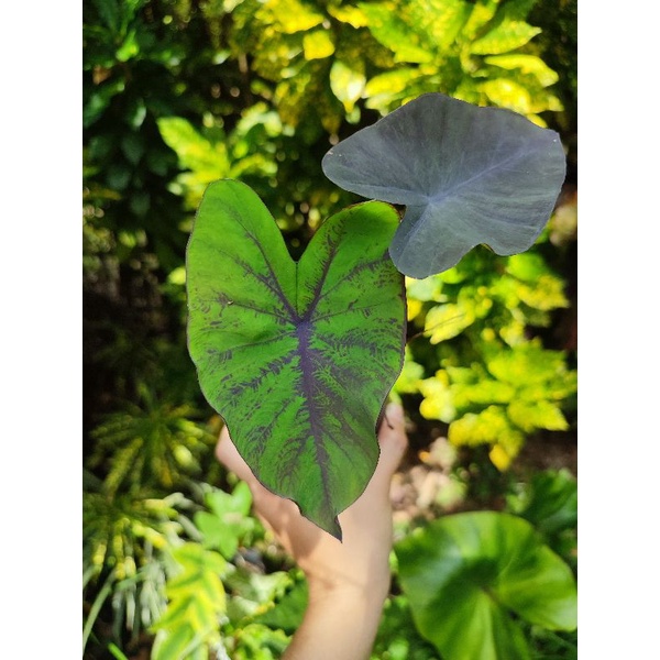colocasia black magic ส่งพร้อมกระถาง