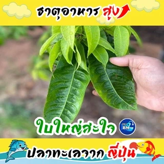 น้ำหมักปลาทะเล จากญี่ปุ่นผสมเปลือกไข่ ช่วยไล่แมลง